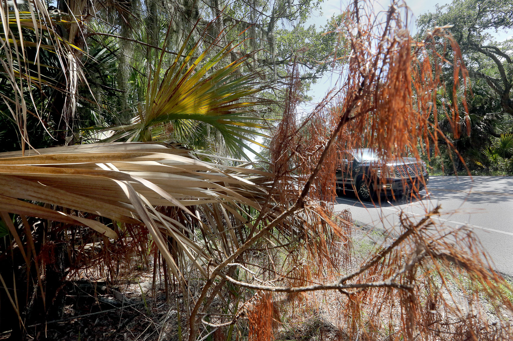 Edisto Island